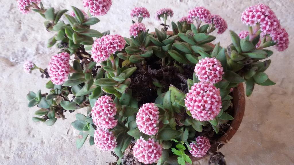 파사노 La Collina Degli Ulivi 아파트 외부 사진