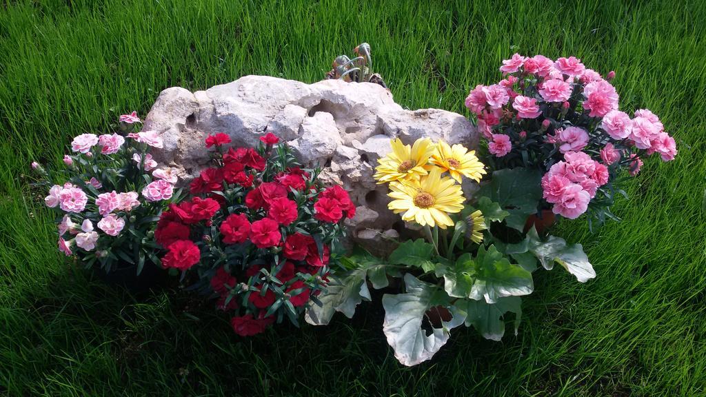 파사노 La Collina Degli Ulivi 아파트 외부 사진