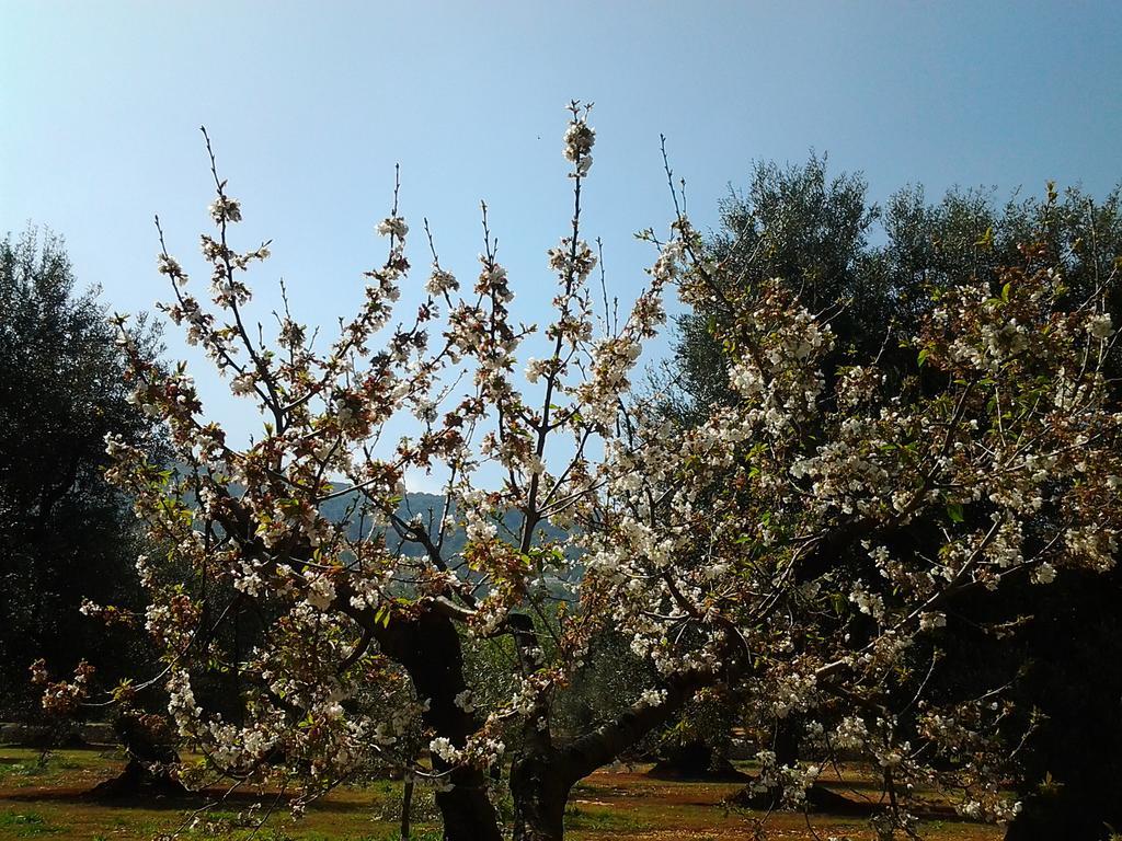 파사노 La Collina Degli Ulivi 아파트 외부 사진