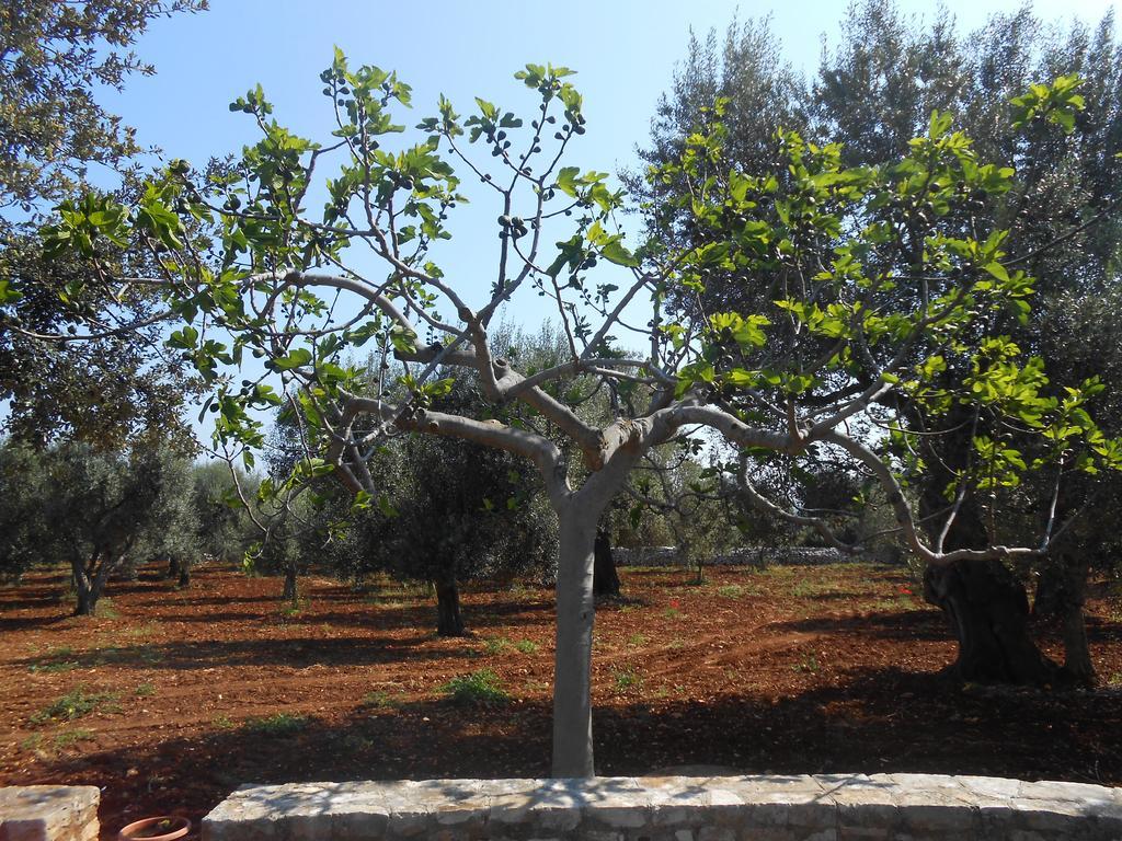 파사노 La Collina Degli Ulivi 아파트 외부 사진